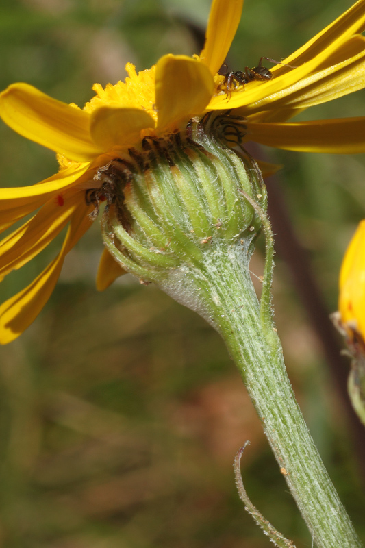 Senecio provincialis / Senecione provenzale